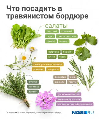 10 лекарственных растений от кашля с дачного участка