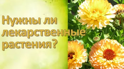 Аптека на подоконнике: лекарственные растения дома круглый год – блог  интернет-магазина Порядок.ру