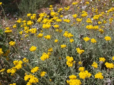 Лекарственные растения в моем саду - YouTube