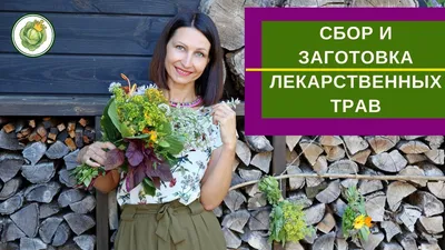 Тенелюбивые растения для дачи: варианты для посадки