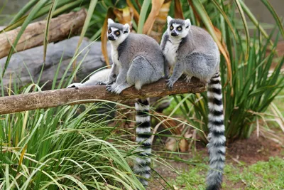 lemur wallpaper - Google Search | Обои с животными, Дикие животные, Лемур