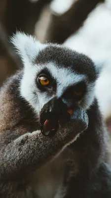 Pin by Elu Davaros on Животные | Lemur, Animals, Koala bear