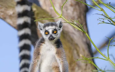 Скачать обои белый фон, Мадагаскар, Madagascar, Джулиан, король лемуров,  кошачий лемур, раздел фильмы в разрешении 1920x1080