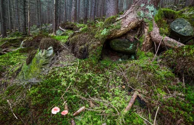 Аокигахара, лес потерянных душ | TourPedia.ru