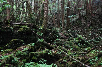 Лес самоубийц Аокигахара - Дзюкай, Япония (13 фото).