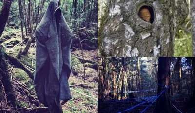 лес аокигахара в лесу самоубийц Стоковое Фото - изображение насчитывающей  жутко, суицид: 240899170