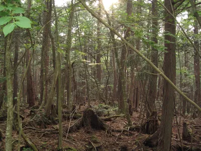 В Японии лес самоубийц Аокигахара стал поводом к покаянию...