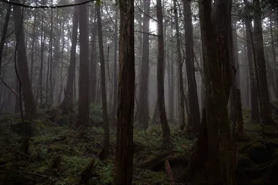 лес аокигахара стоковое изображение. изображение насчитывающей естественно  - 237777775