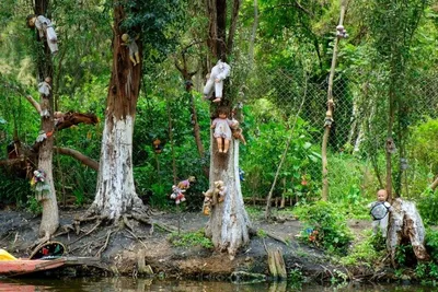 Лес самоубийц Аокигахара: как добраться, природные памятники, обитатели,  маршруты