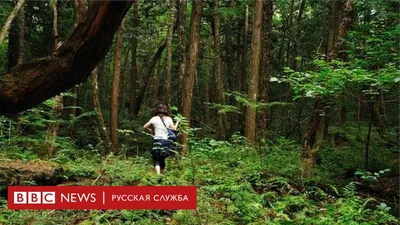 Почему японцев тянет в лес самоубийств Аокигахара - BBC News Русская служба