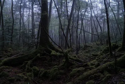 Мистика: Лес Аокигахара: тайна, покрытая мраком | Удивительное рядом | Дзен