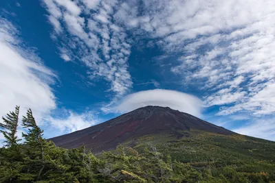 Обои на рабочий стол Лестница, поросшая мхом, в лесу Аокигахара /  Aokigahara, Япония / Japan, обои для рабочего стола, скачать обои, обои  бесплатно