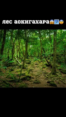 Мистика: Лес Аокигахара: тайна, покрытая мраком | Удивительное рядом | Дзен