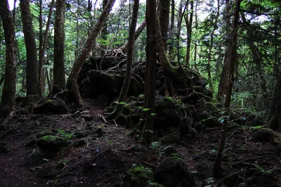 Black~FoX - Аокигахара - лес самоубийств в Японии.... | Facebook
