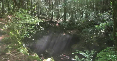Японский лес Аокигахара, рисунок …» — создано в Шедевруме