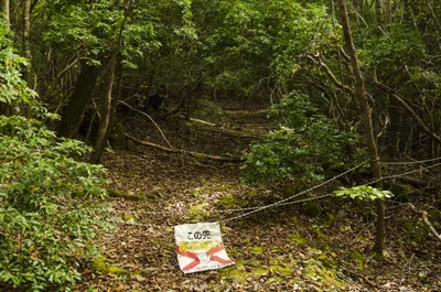 Скандально Известный Аокигахара Лес Фудзи-Хаконэ-Идзу Национального Парка  Японии. Лес Известен Как Самоубийство Лес. До 100 Самоубийств Происходят  Здесь Каждый Год. Фотография, картинки, изображения и сток-фотография без  роялти. Image 34799701