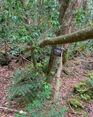 Аокигахара - лес самоубийц в Японии: история, легенды и призраки леса,  тревожные факты