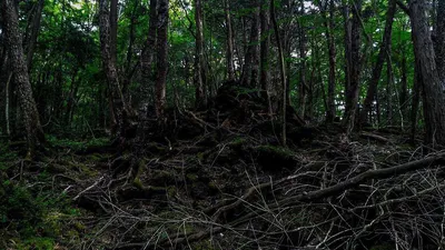 Тайны Аокигахара: лес самоубийц в Японии - Рамблер/субботний