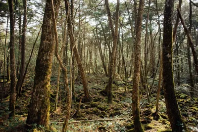 Лес Аокигахара - Яманаси - Japan Travel