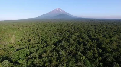 Аокигахара - лес самоубийц в Японии: история, легенды и призраки леса,  тревожные факты