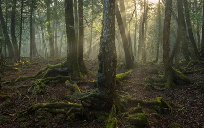 Лес аокигахара япония фото фото