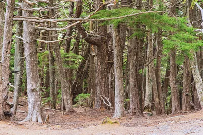 Природный Лес Аокигахара Из Японии — стоковые фотографии и другие картинки  Азия - Азия, Буковое дерево, Ветвь - часть растения - iStock