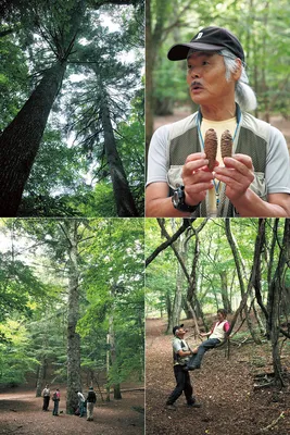 Провел день в жутком лесу – Аокигахара Япония - Mover.uz