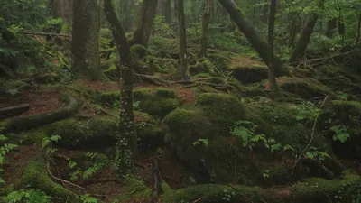 Аокигахара — лес самоубийц в Японии | STENA.ee
