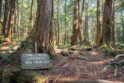 Аокига́хара — лес самоубийц» — создано в Шедевруме
