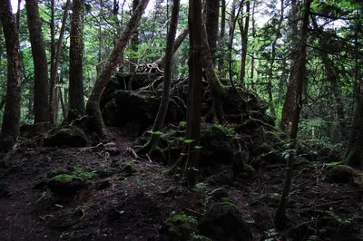 Страшное видео из японского леса - YouTube