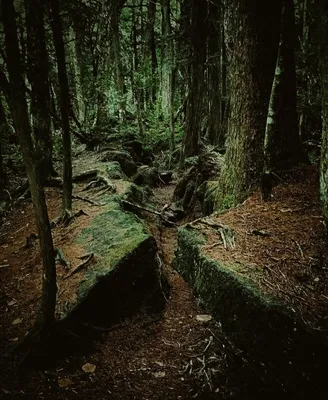 Аокигахара — японский лес, в который не стоит ходить суеверным туристам |  WDAY
