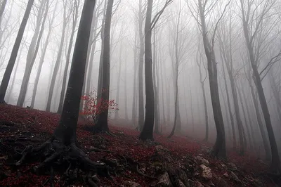 Аокигахара Дзюкай, темная лесистая сцена японского леса самоубийц, Stock  Footage Включая: аокигахара и запрещено - Envato Elements