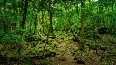 Аокигахара : лес самоубийц в Японии» | Атмосфера Мистики | Дзен