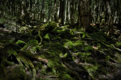 Море деревьев, лес самоубийц Аокигахара Джукай в Яманаси, Япония, Стоковое  видео - Envato Elements