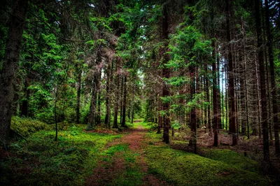 Скачать обои лес, деревья, тропа, природа, фото, раздел пейзажи в  разрешении 4000x2655 | Nature wallpaper, Forest wallpaper, Forest photos