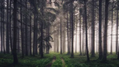 Длинный лес (46 фото) - 46 фото