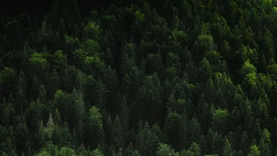 Скачать 1920x1080 лес, деревья, хвойный, зеленый, верхушки обои, картинки  full hd, hdtv, fhd, 1080p