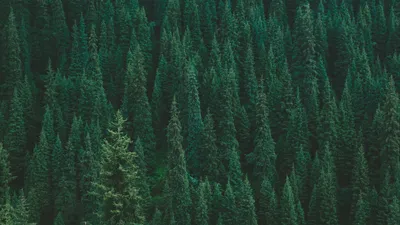 Скачать 1920x1080 деревья, лес, зеленый, вид сверху обои, картинки full hd,  hdtv, fhd, 1080p