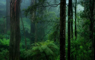 Обои лесные 1920x1080 обои лес фото обои лесные массивы HD wallpapers  forest скачать обои высокого качества