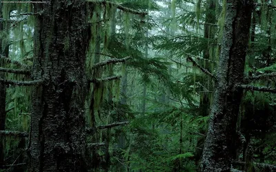 Скачать 1920x1080 лес, вид сверху, дорога, зеленый, растительность обои,  картинки full hd, hdtv, fhd, 1080p