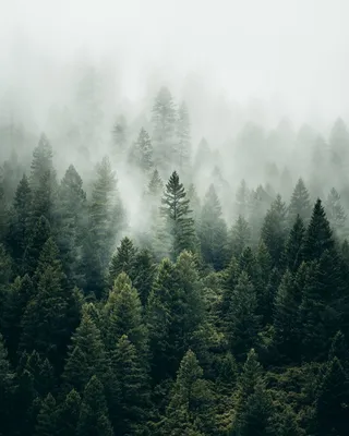 Хвойный лес эстетика - 68 фото