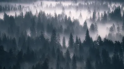 Hd Обои Лес Природа - Бесплатное фото на Pixabay - Pixabay