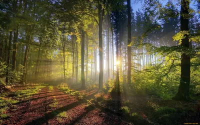 Обои лес, туман, деревья, путь, тьма HD: широкоформатный: высокое  разрешение: полноэкранный