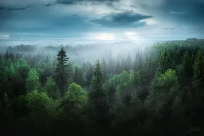Лес, туман, серый Обои 3840x2160 4K Ultra HD