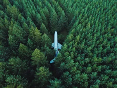 Темный лес, обои hd 8k, стоковое фотографическое изображение | Премиум Фото