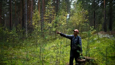 Весной и летом 2022 г. леса в России горели меньше, чем в среднем в XXI  веке - Ведомости.Экология