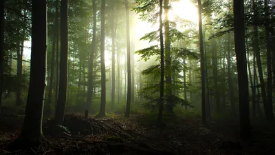 туманный березовый лес в россии, березы холодным утром, Hd фотография фото,  небо фон картинки и Фото для бесплатной загрузки