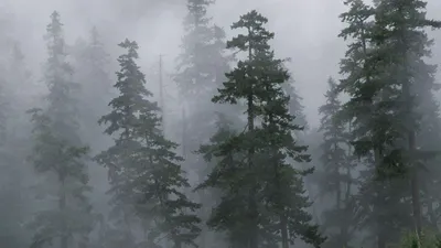 Скачать обои ночь, лес, туман, night, forest разрешение 1920x1080 #4543
