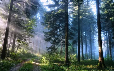 лес Sunlight | Пикабу