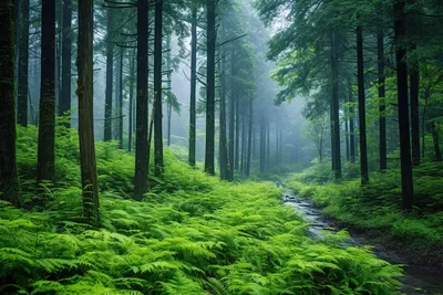 Лес в тумане\" Фотообои на стену фон из густого леса. Купить.